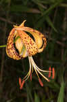 Panhandle lily